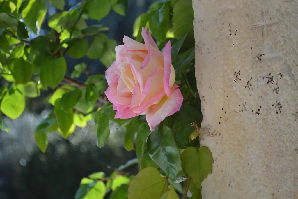 Maison D'Hotes Les Fougeres Mirmande Guest house